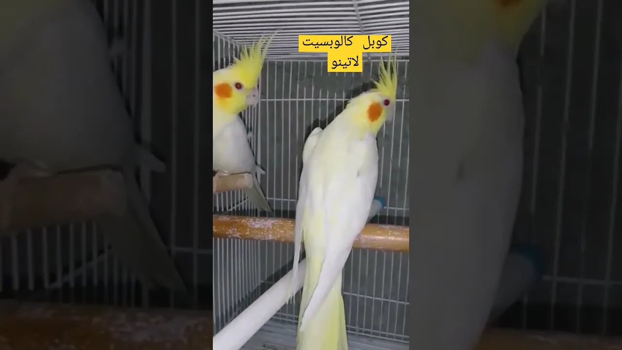 كوبل كالوبسيت لاتينو عين حمراء كيوت روعة مرحبا