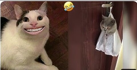 Funny animals - Funny cats / dogs - Funny animal videos 2023 - Haypyy Pett