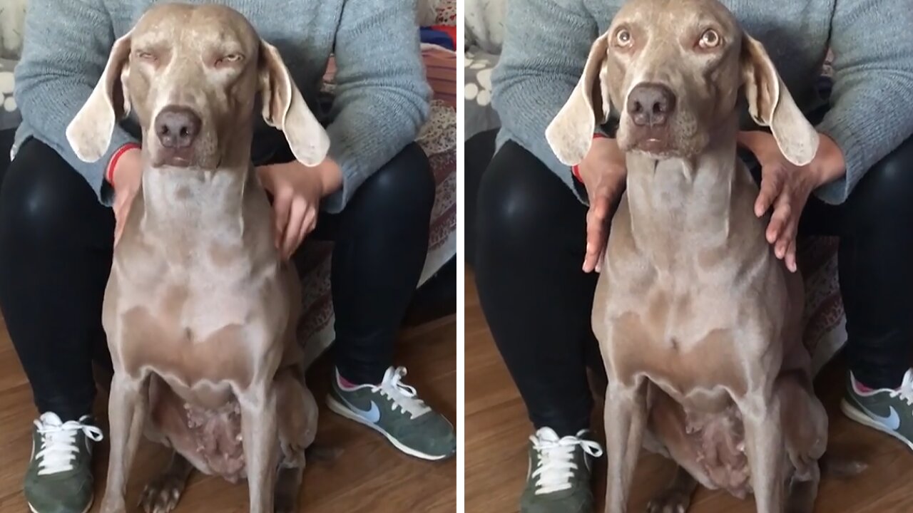 Pampered pup hilariously begs owner for more massages