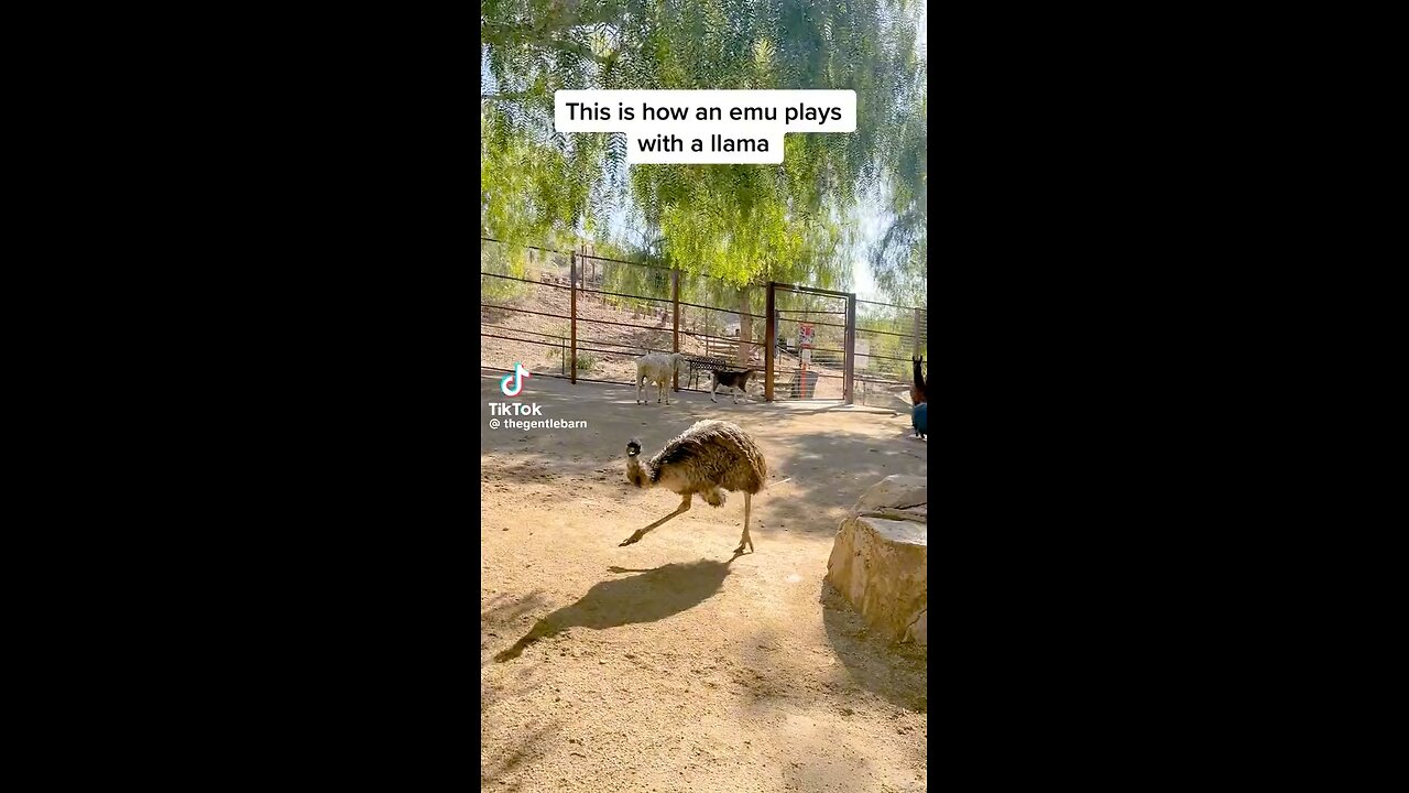 This is how an emu plays with a llama