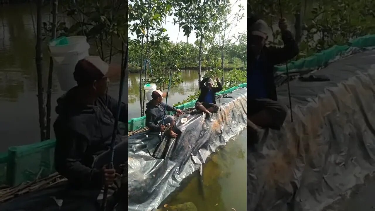 piye iki to gos