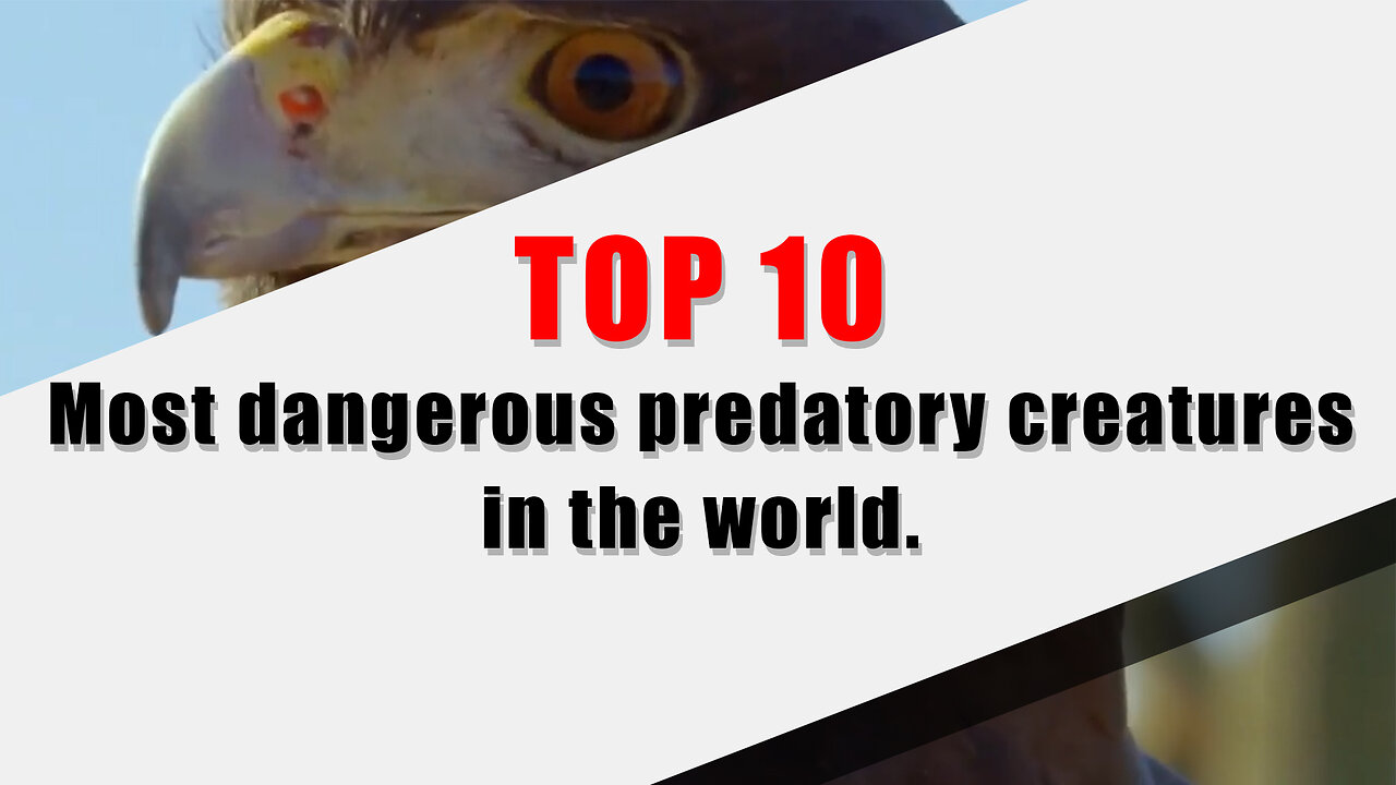 TOP 10 most dangerous predatory creatures in the world.