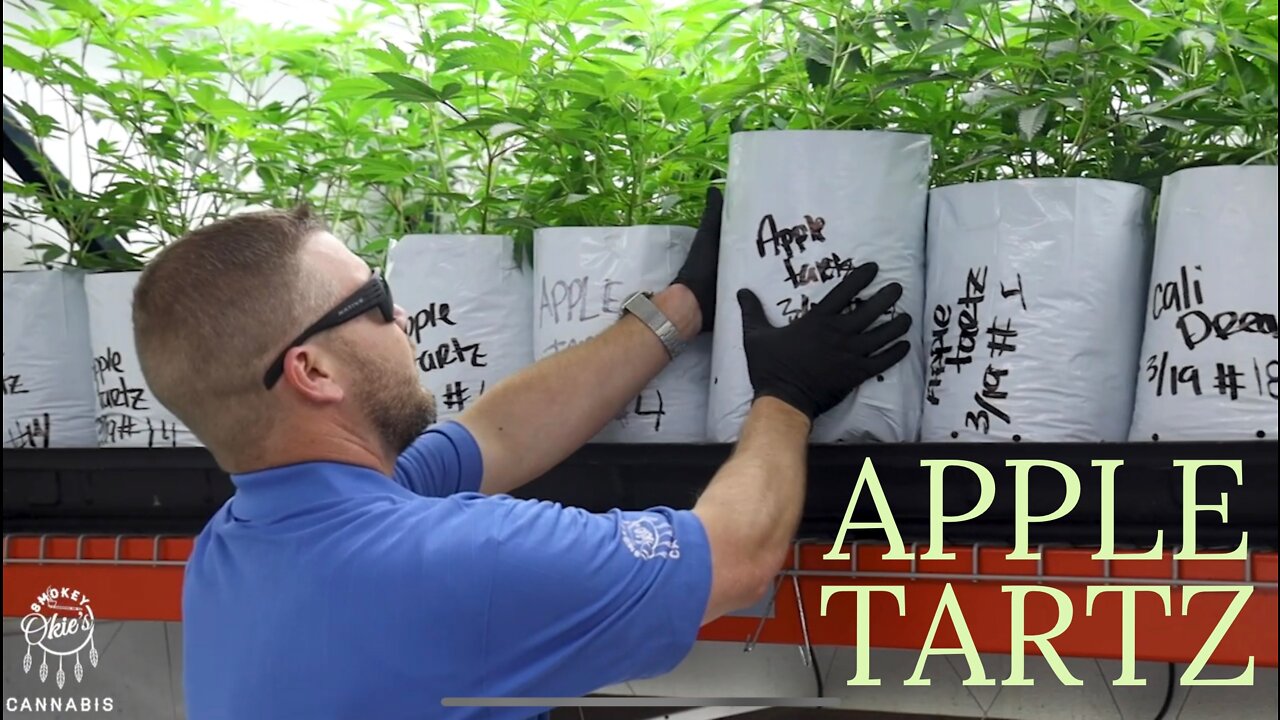 Our Favorite Strain, Apple Tartz, from Seed to Sale | Oklahoma Cannabis