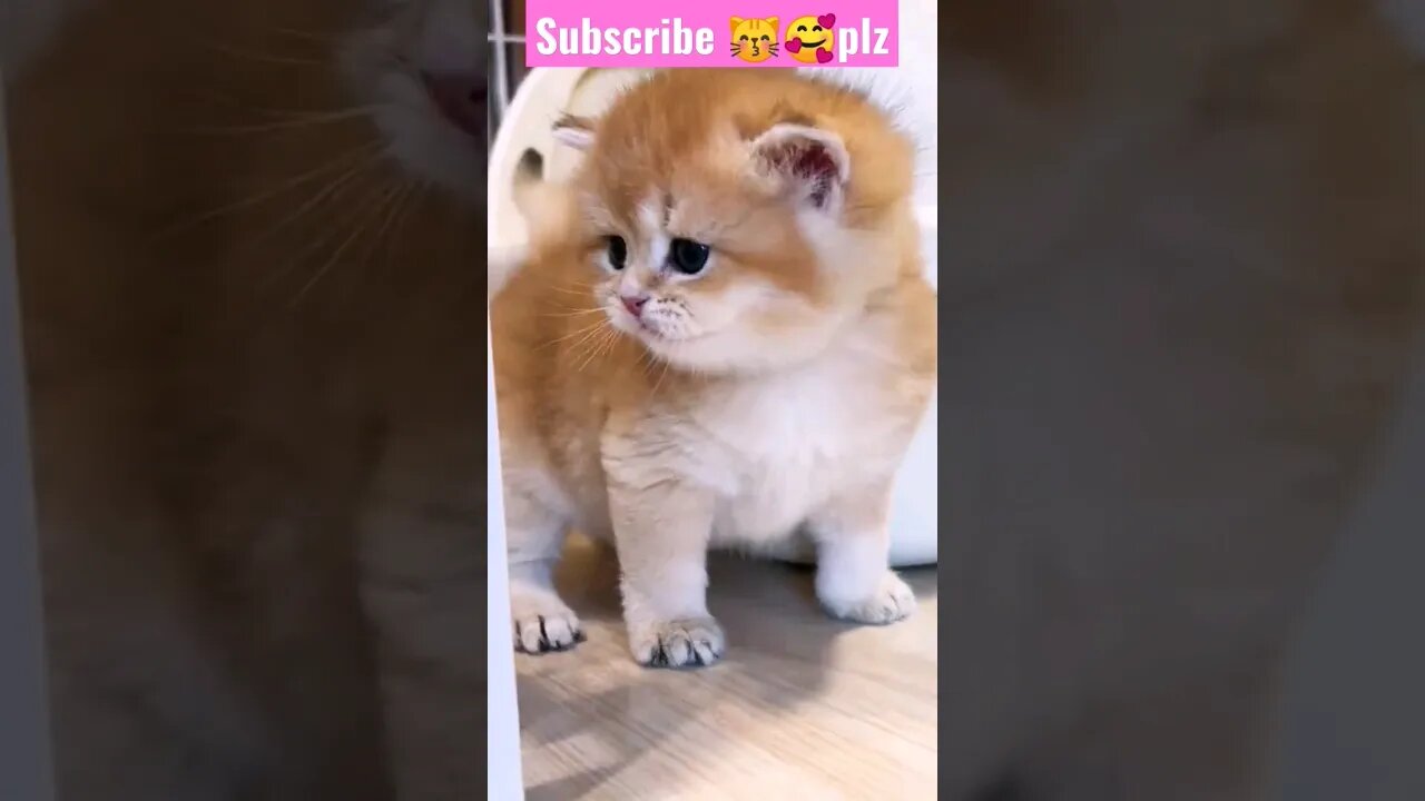 So Cute Cat! in Home || 🥰😽🐱|| #shortsfeed #youtubepets #catvideos