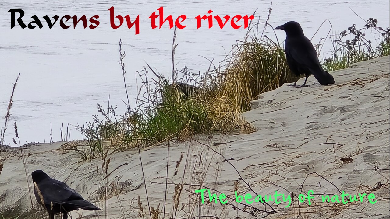 Ravens by the river / beautiful black birds by the water.