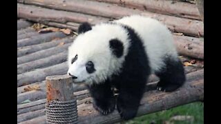 Il panda ha bisogno di fare il bagnetto, il guardiano lo aiuta