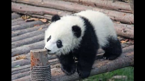 Il panda ha bisogno di fare il bagnetto, il guardiano lo aiuta