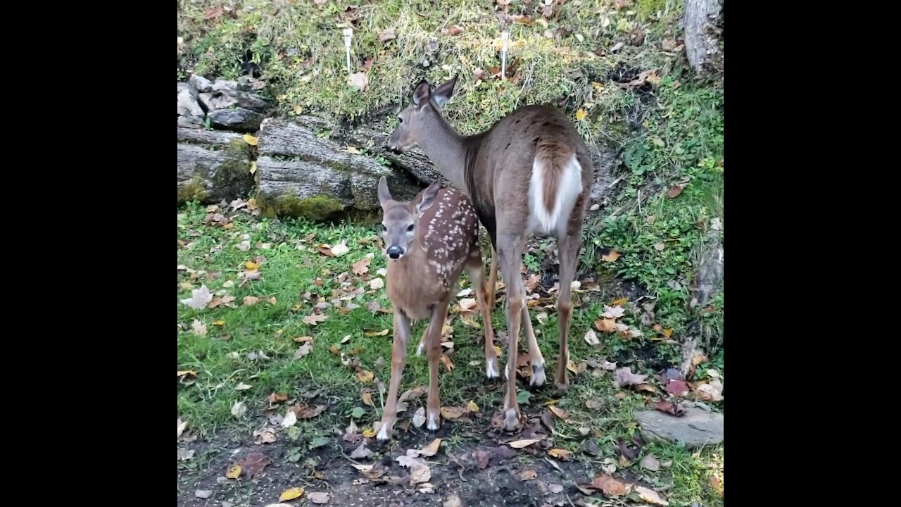 Fawn and mother deer have different ideas about what to snack on.