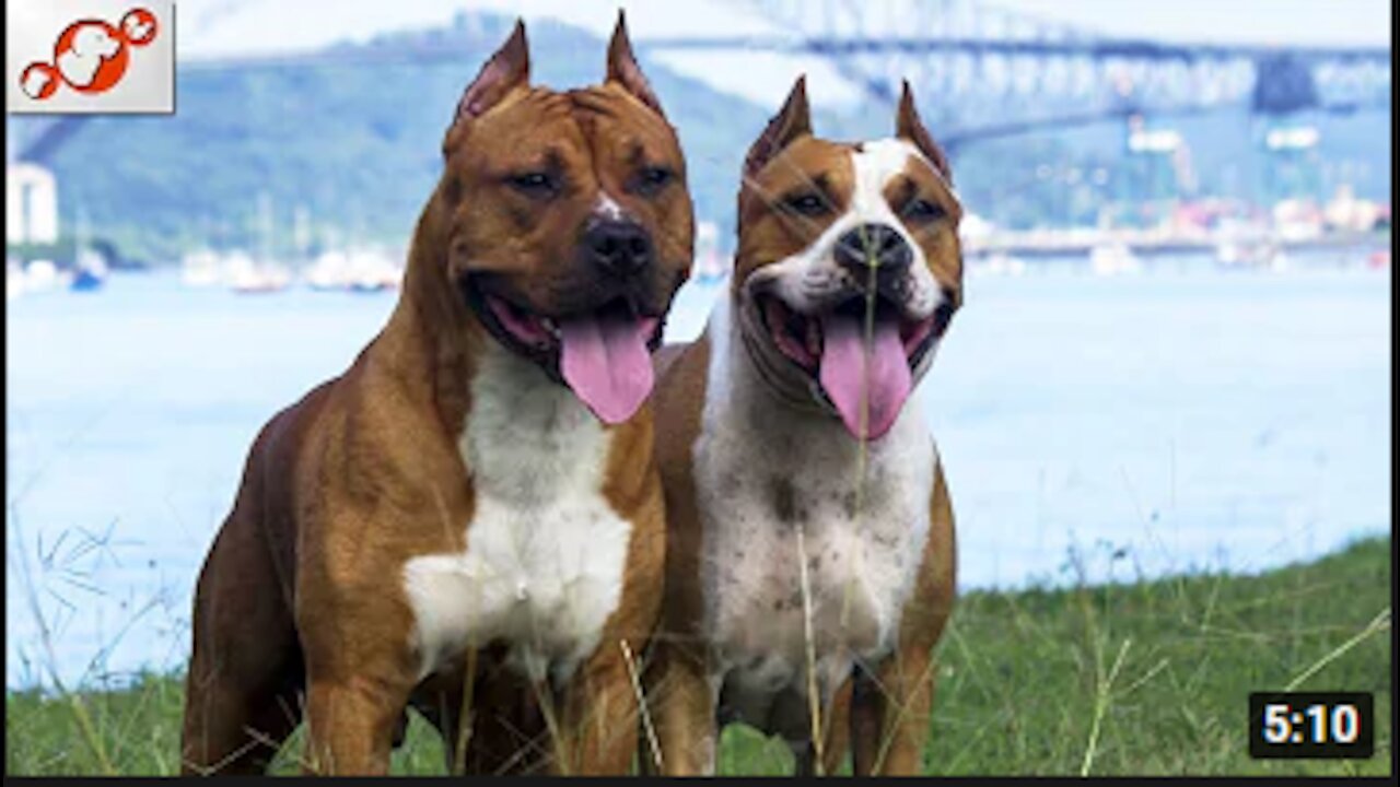 10 Differences Between Male And Female Dogs!