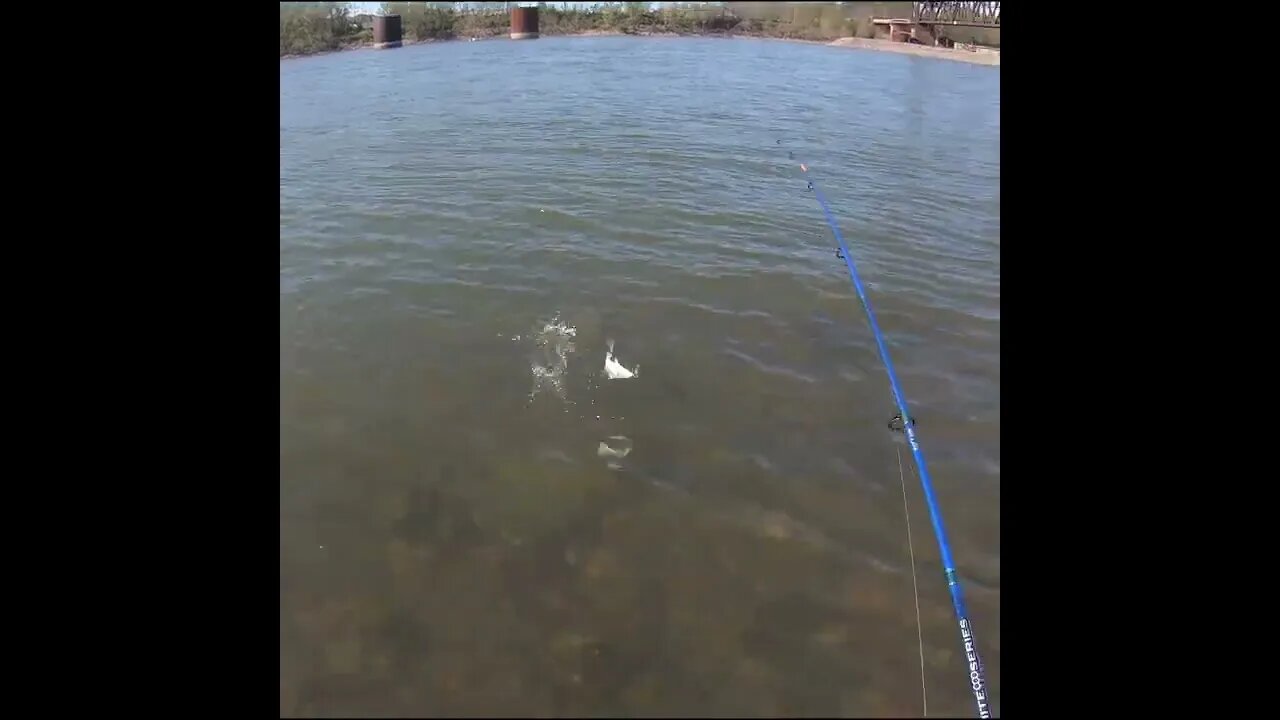 White Bass Catch below the Dam