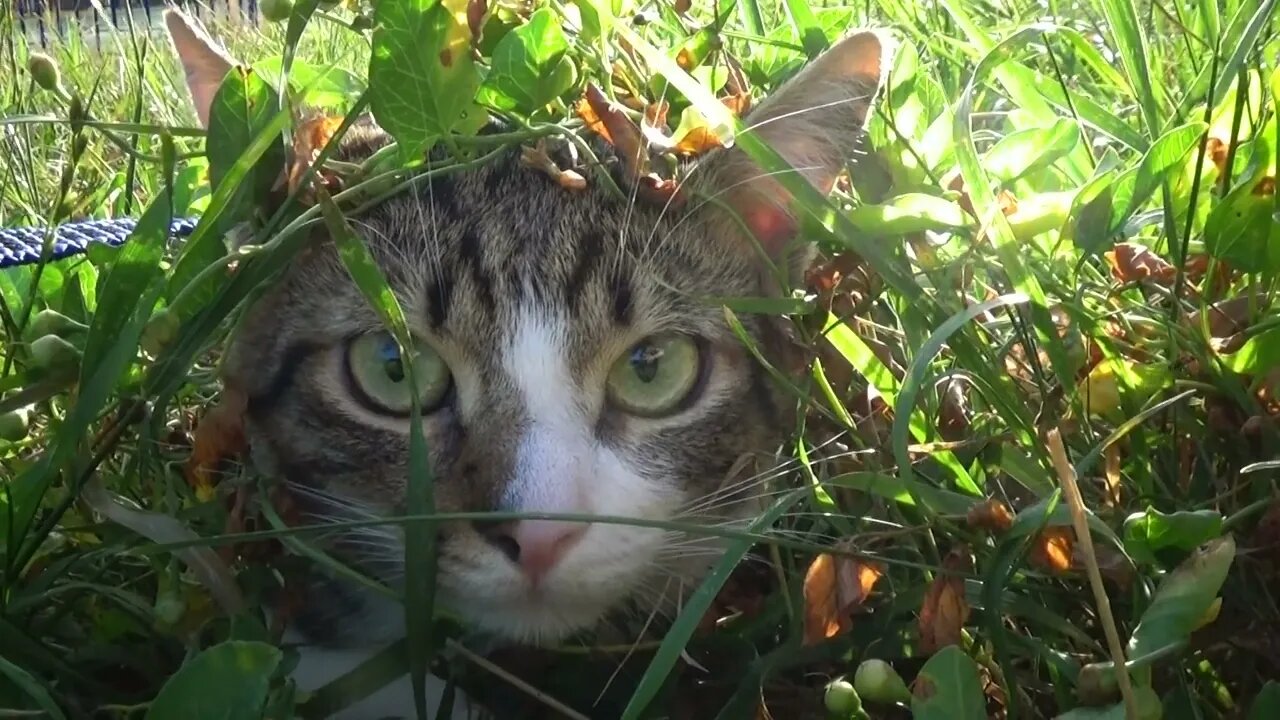 Cat Soldier Camouflage