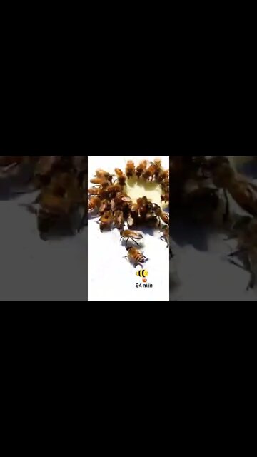 Amazing Shorts with trending mind blowing video #shorts #viral