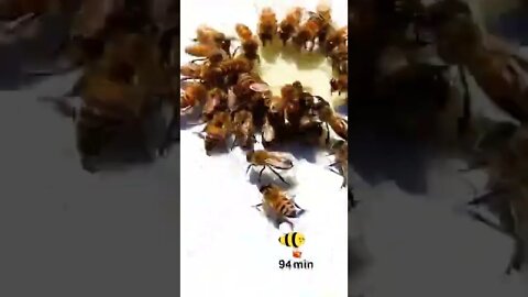 Amazing Shorts with trending mind blowing video #shorts #viral