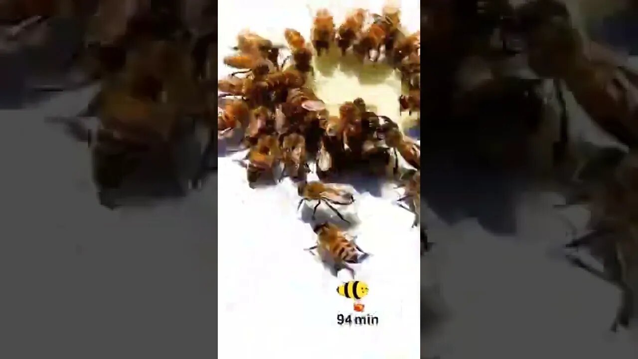 Amazing Shorts with trending mind blowing video #shorts #viral