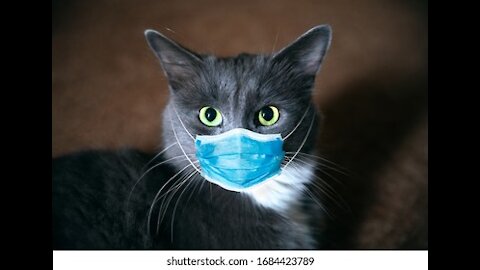 Playful cute cat 2021