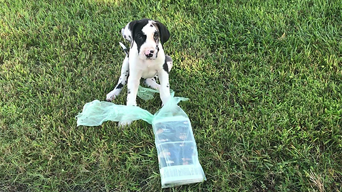 Great Dane Puppy's First Attempt at Newspaper Delivery