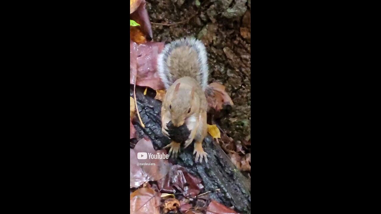 Just a squirrel working on a nut