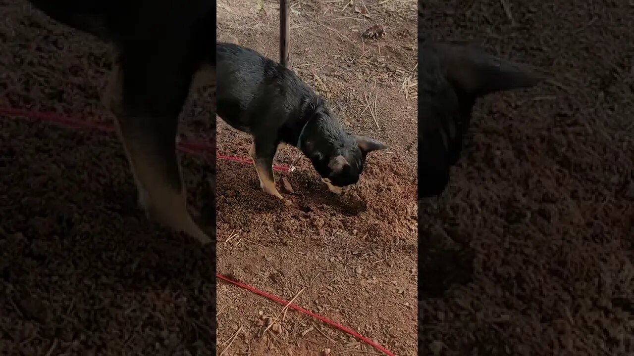 Snickers digging because he is bored
