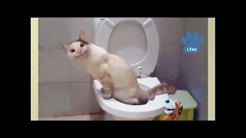 THE BEST CUTE AND FUNNY CAT VIDEOS VERY FANNY