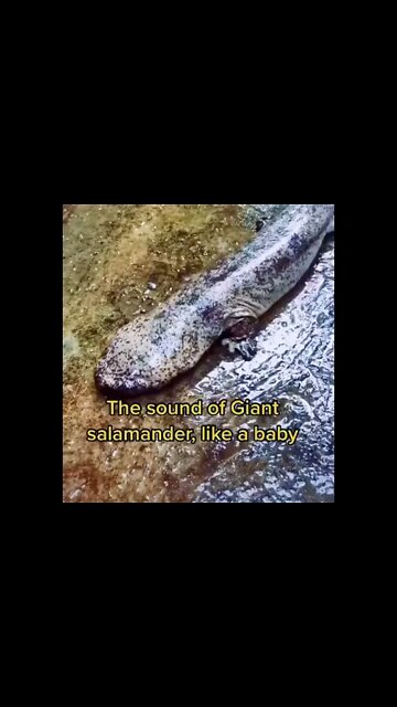 Most Amazing and trending video||relaxing your mind||trendig videos|| #shorts #trending #viral #live