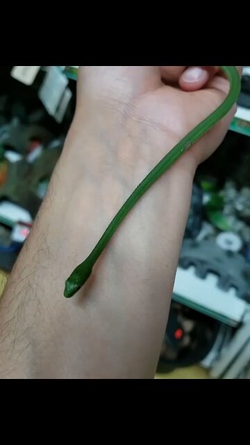Rough green snake aka Opheodrys aestivus