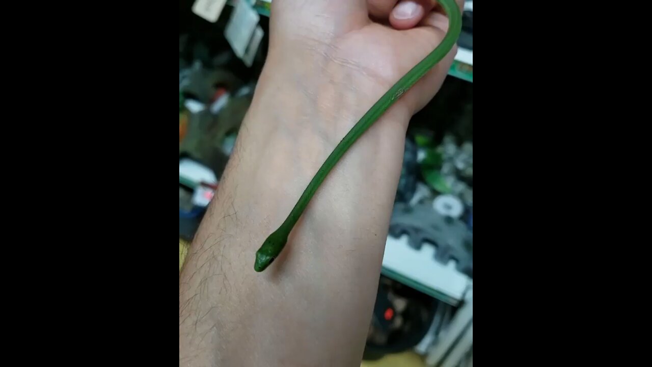 Rough green snake aka Opheodrys aestivus