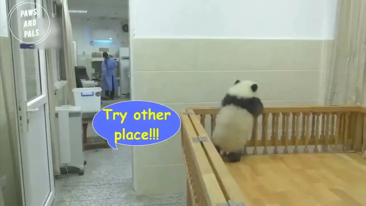 Funny baby pandas | Baby panda falling