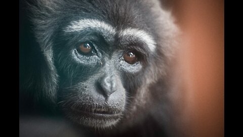 Adorable Gibbons Playing Around