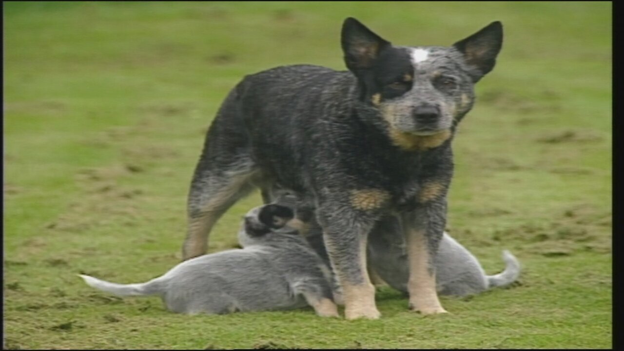 Blue Healer PUPPIES