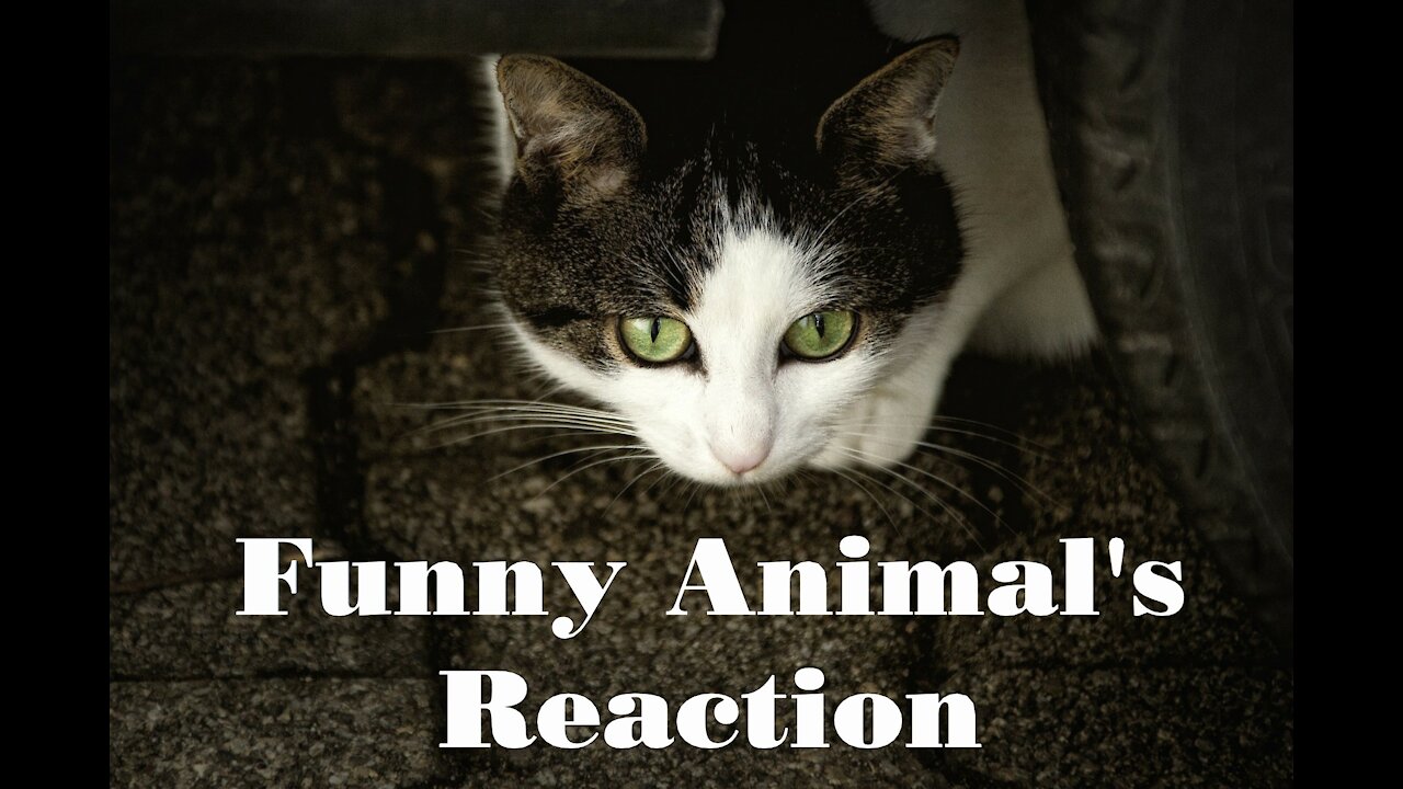 Funny Animals Video 2021 Funny animals reaction video 🤣🤣 Funniest 🐶 Dogs and 😻 Cats 2021