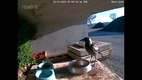 Magpie 15:11 7 09am