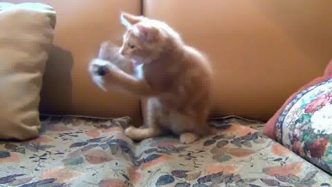 Funny Cats are Playing Fast.