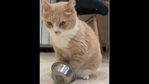 Clever cat plays with food bowl to ask for dinner.