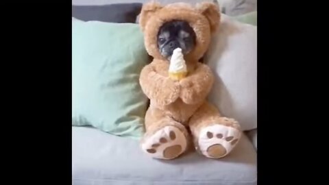 Dog eating icecream funny video 😂