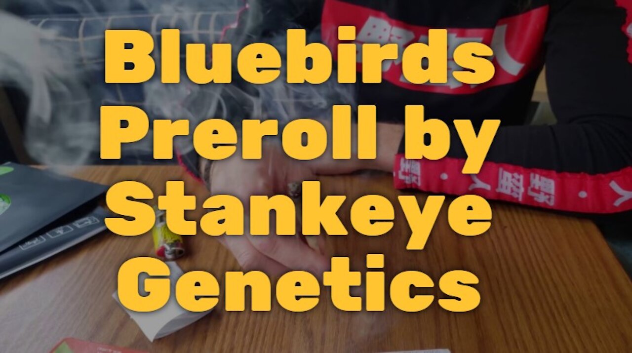 Bluebirds Preroll by Stankeye Genetics