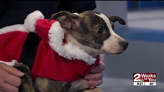 Pet of the Week: Ahsoka