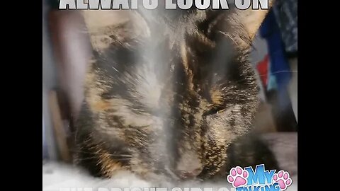 Cat sings Life
