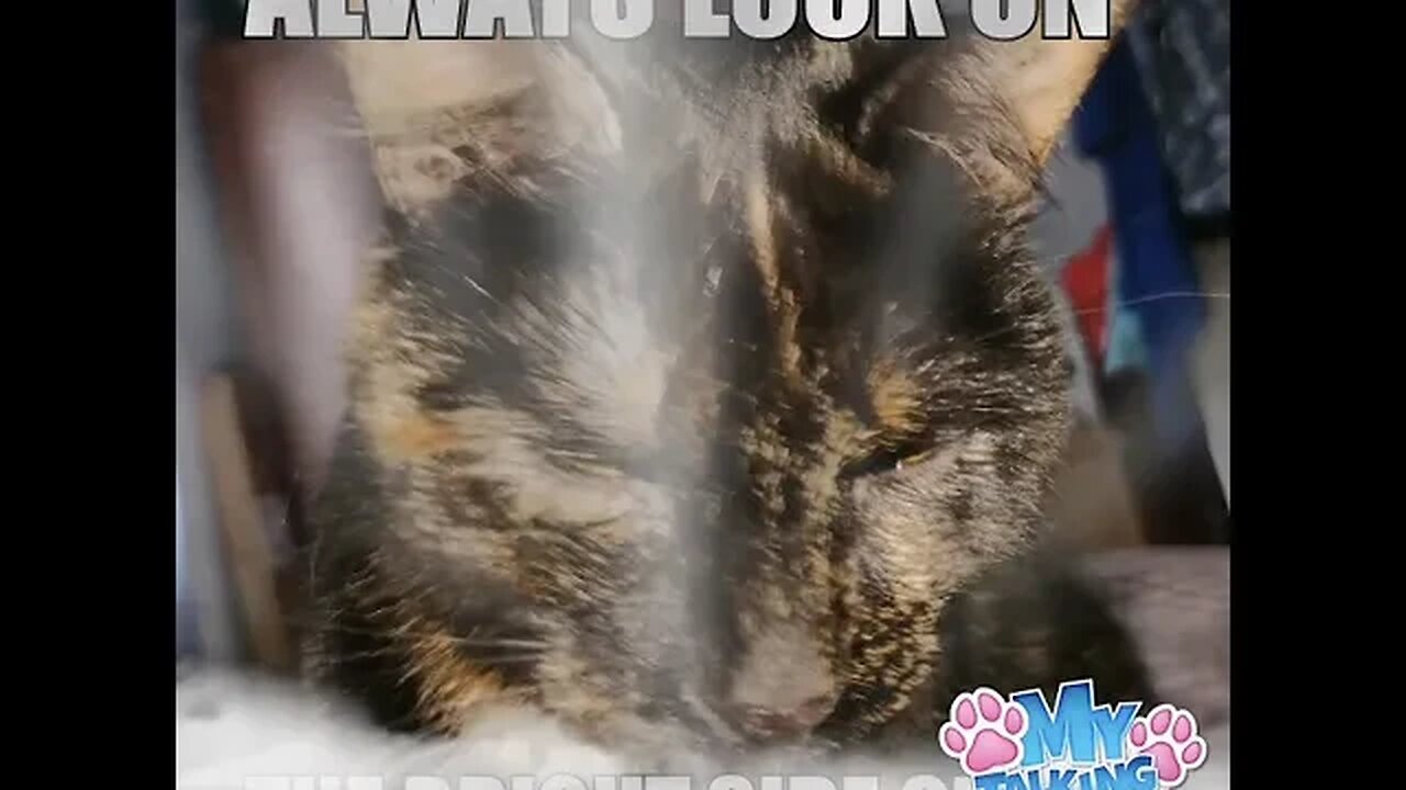 Cat sings Life