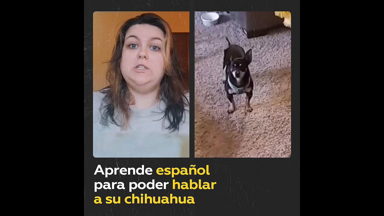 Estadounidense descubre que su chihuahua adoptado solo entiende español