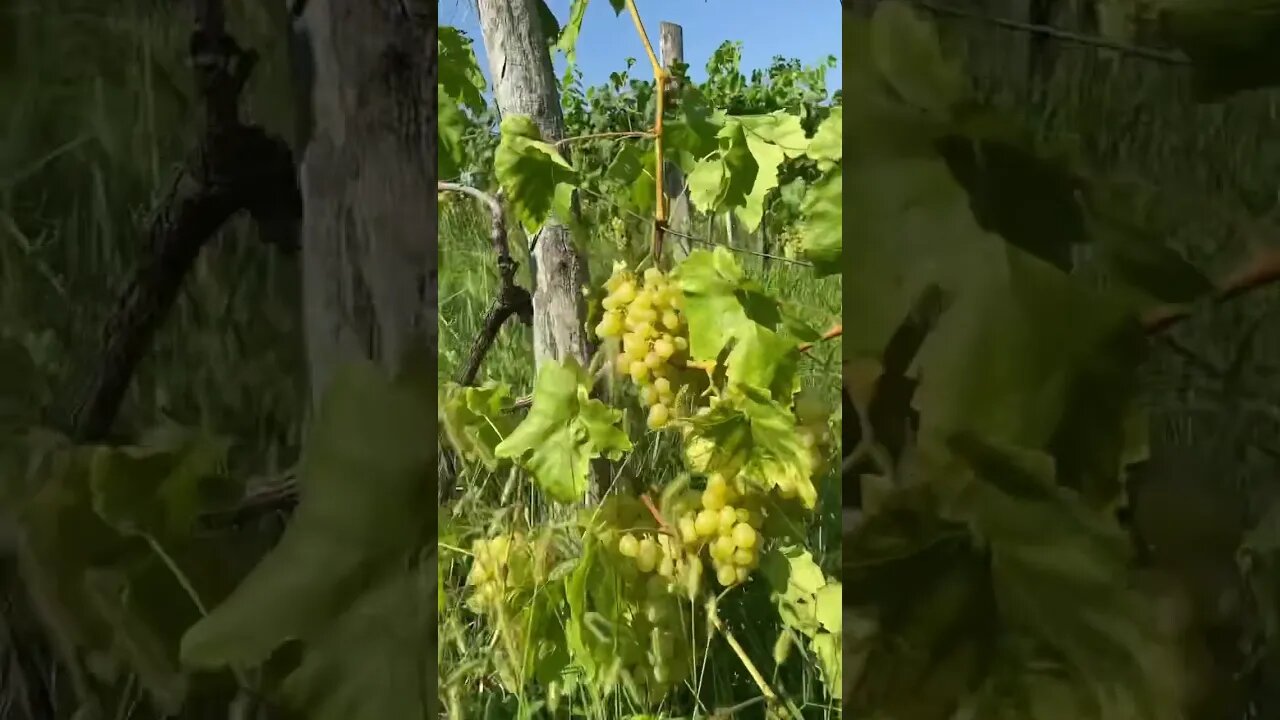 Grapes in the vineyard