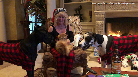 Festive pets open their Christmas presents