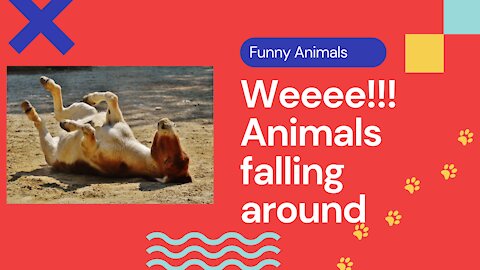 Weeee! Animals falling around