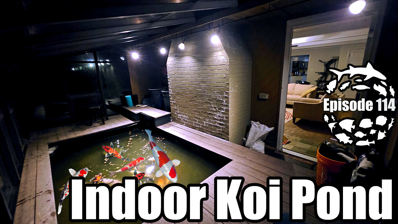 Indoor Koi Pond Upgrades, Sharks Breeding & A Tragedy Strikes Predator Bay!