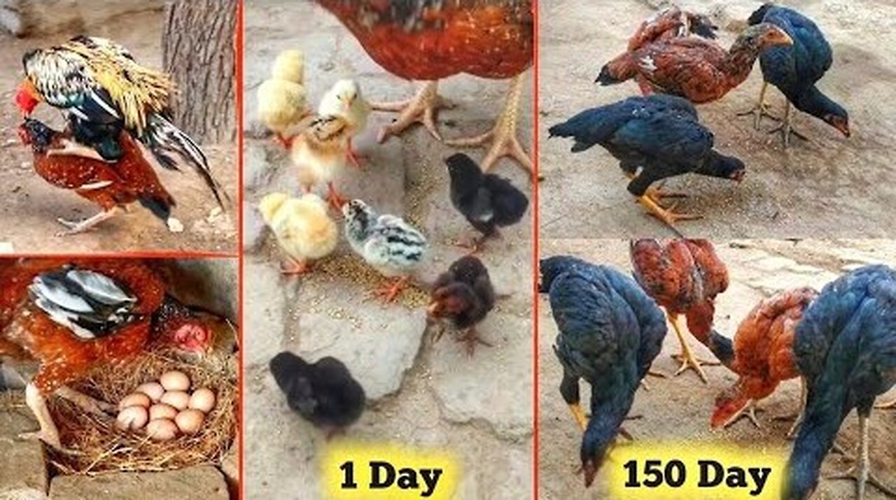 Growth of 6 Aseel chicks from 1 day to 5 months - part II