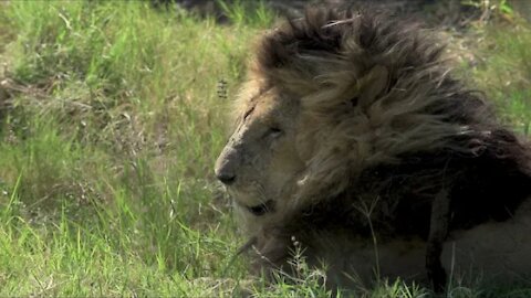 LAST MOMENTS OF THE MOST FAMOUS AFRICAN LION SCAR FACE