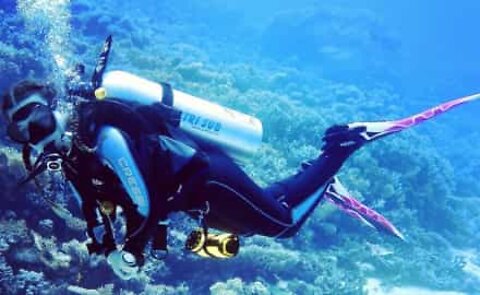 Seal delights diver with awesome swimming skills