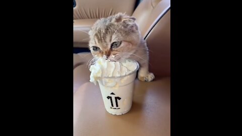 kitten Really likes ice cream🐱