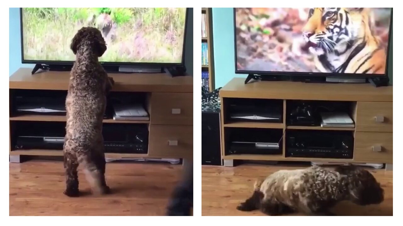 Dog scared of tiger in a TV