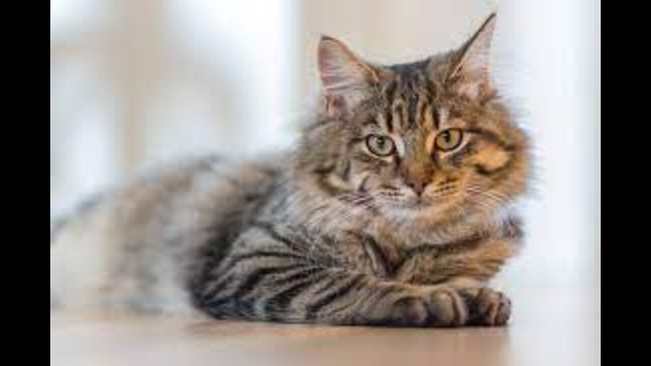 Funny Cats Cat