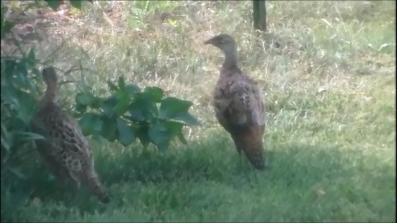 Pheasant-O-Rama - Ring Neck Youngsters EVERWHERE - Super Successful Local Broods